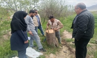 سرشاخه‌کاری بیش از ۱۱۰۰ هکتار از باغات آذربایجان‌شرقی